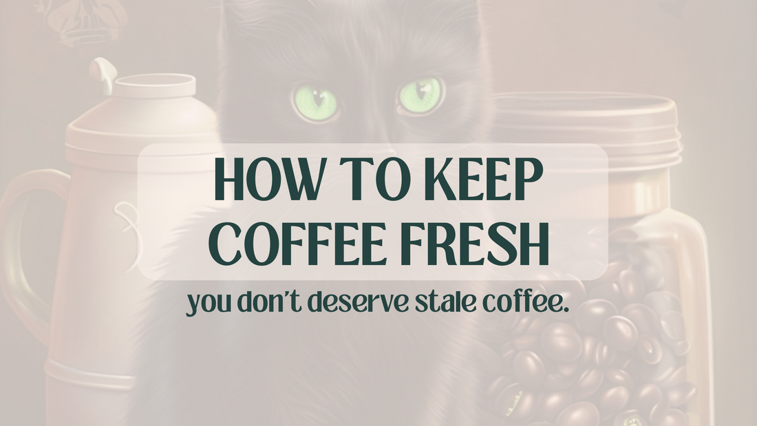 black cat learning how to keep coffee fresh with air tight container